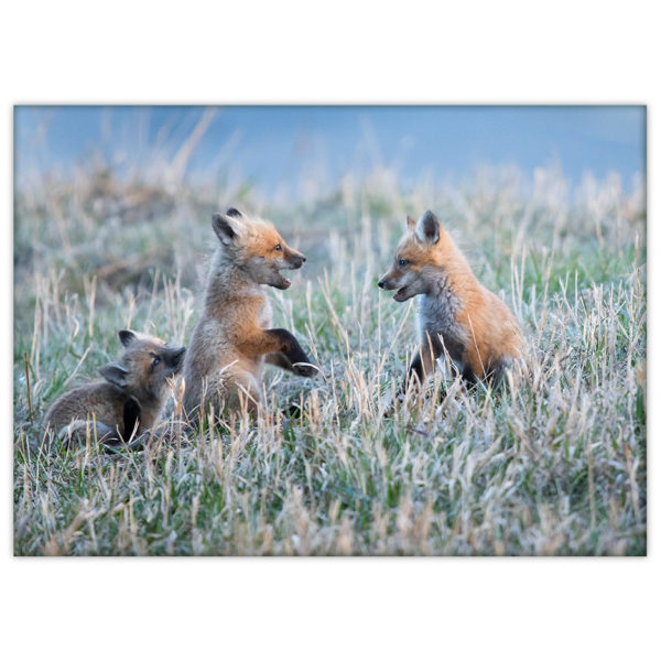Three baby foxes playing in the grass