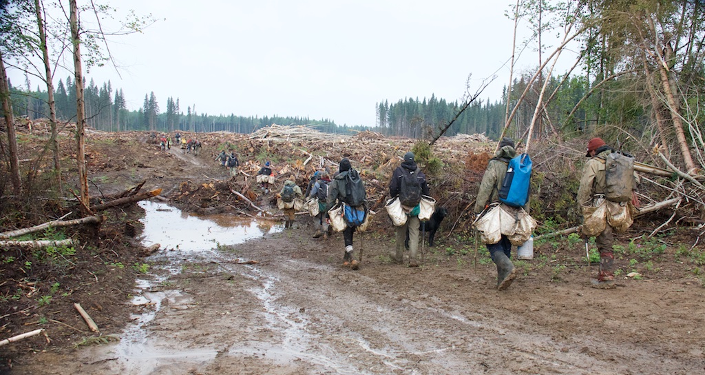 Tree planters walking in to the cut block in the Chinchaga Wilderness