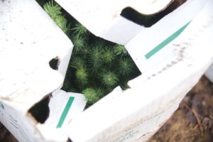 pine saplings in a box