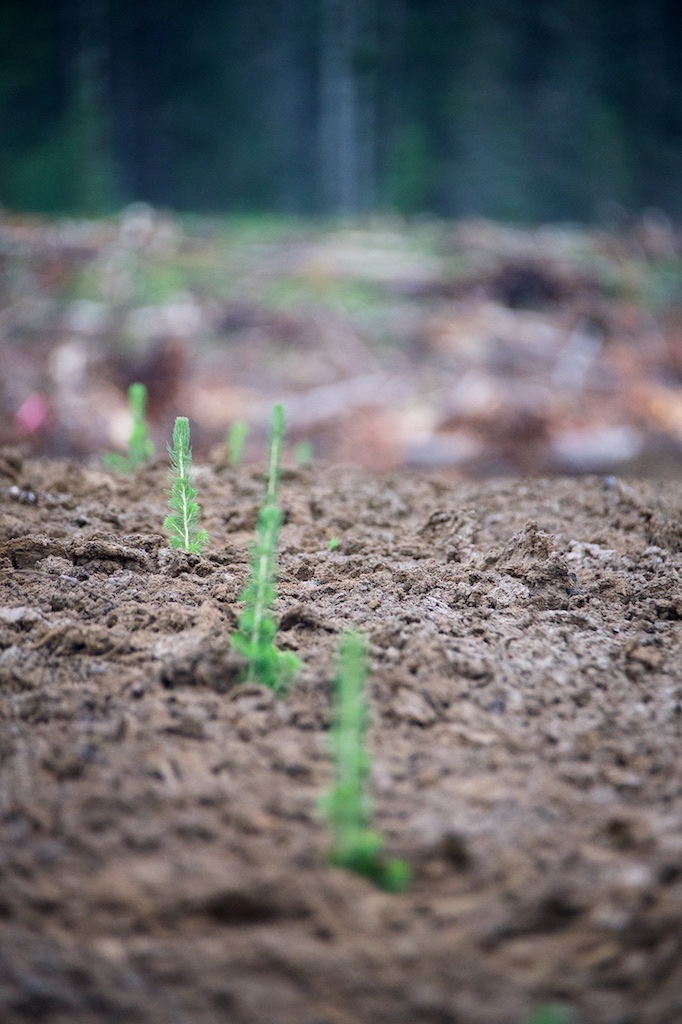 a row of freshly-planted pine saplings on a cut block