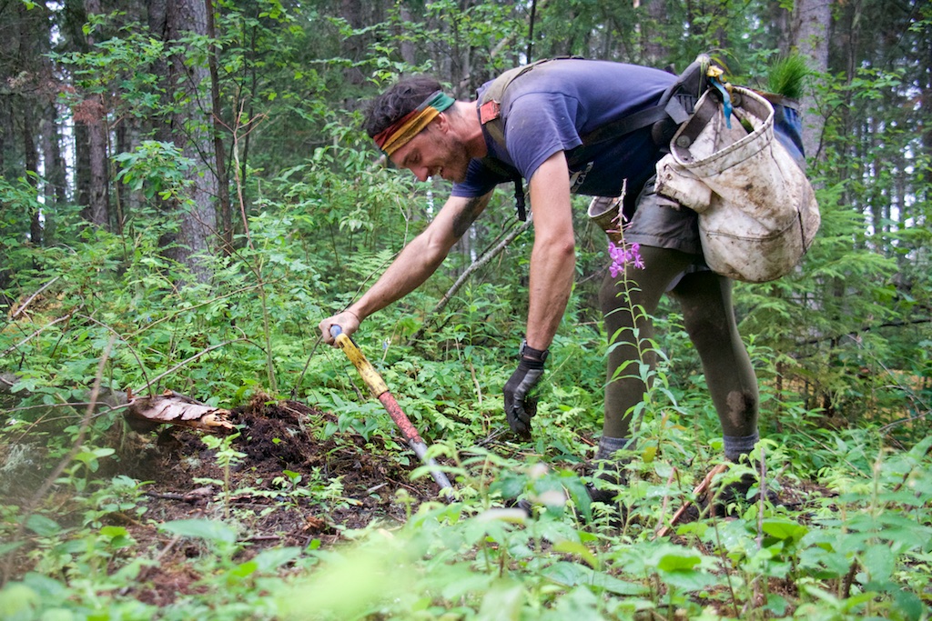 tree planter planting a pine sapling in the Chinchaga wilderness with fireweed blooming in the foreground