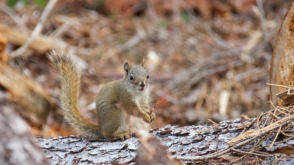 squirrel on a log in a cut block