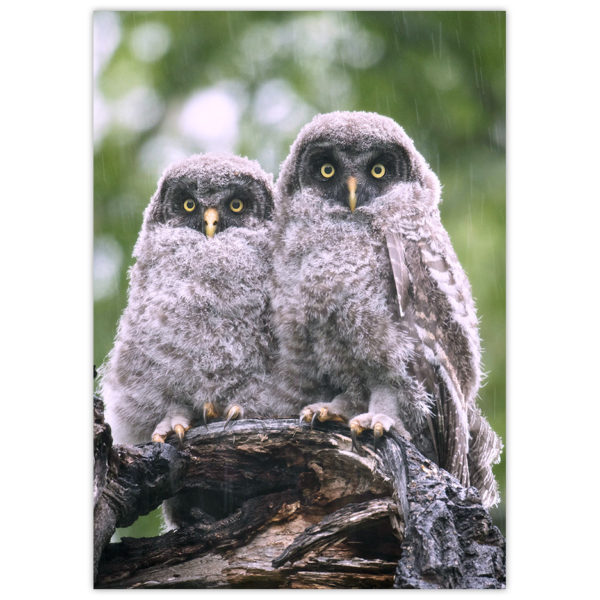 Two baby great grey owls being snowed upon