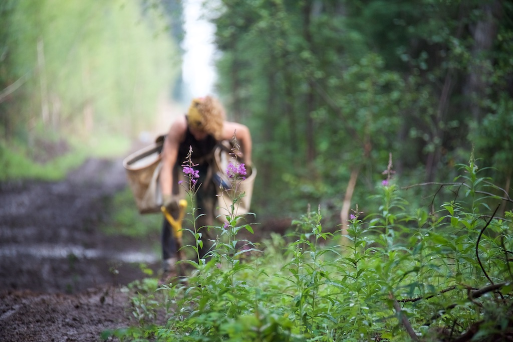 Woman tree planter with fireweed blooming in the foreground