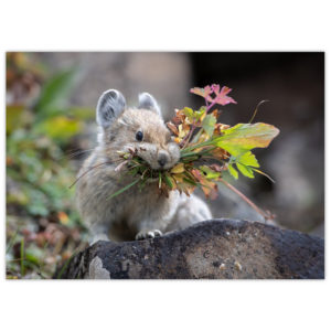 Pika (little rock rabbit) with his mouth full of harvested plants