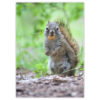 a squirrel standing with a cashew in its mouth