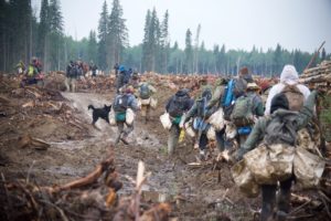 Tree Planters walking in to the cut block on a muddy trail in northern Alberta