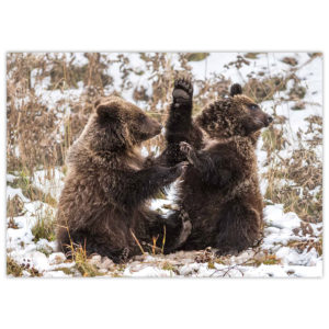 two grizzly bear cubs wrestling