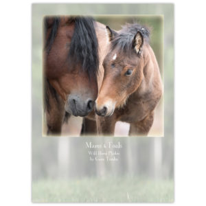 wild horses of Alberta - mare and foal touching noses