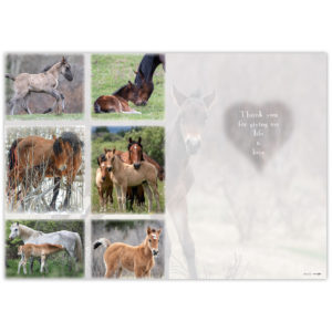 Wild horses of Alberta - mares and foals