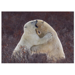 two polar bears play sparring