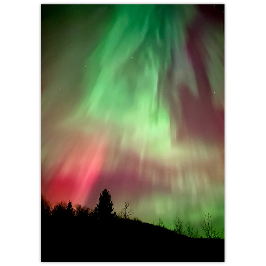 Northern Lights Green and Red dancing over s spruce tree