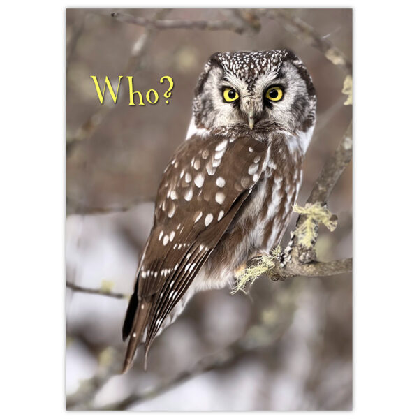 Little Boreal Owl with caption "Who?"