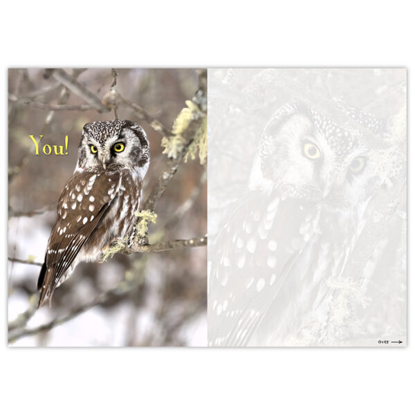 Little Boreal Owl with caption "You!"