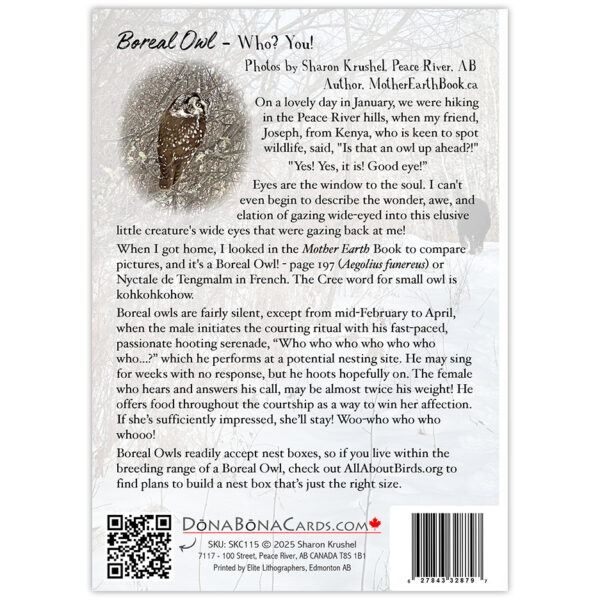 Little Boreal Owl and story